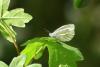 Pieris napi